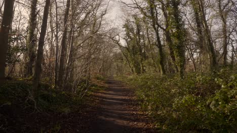 a long walking trail in the middle of the woods on a clear sunny day in northern ireland. -wide shot