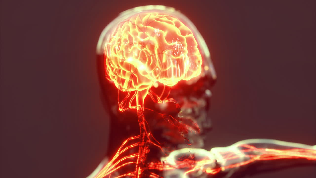 신경 연결과 구조를 강조하는 뇌 해부학의 상세한 시각