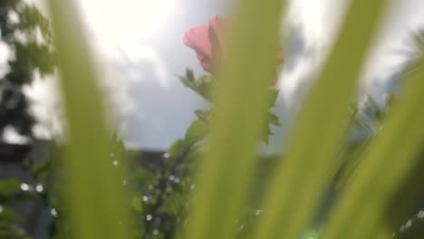 Slow-motion-pan-across-a-colorful,-blooming-hibiscus-flower-in-the-sunlight