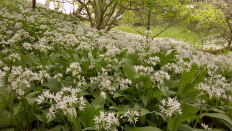 Springtime-scene-in-an-English-woodland-with-Ramsons-or-wild-garlic-covering-the-ground,-close-up-panning-shot