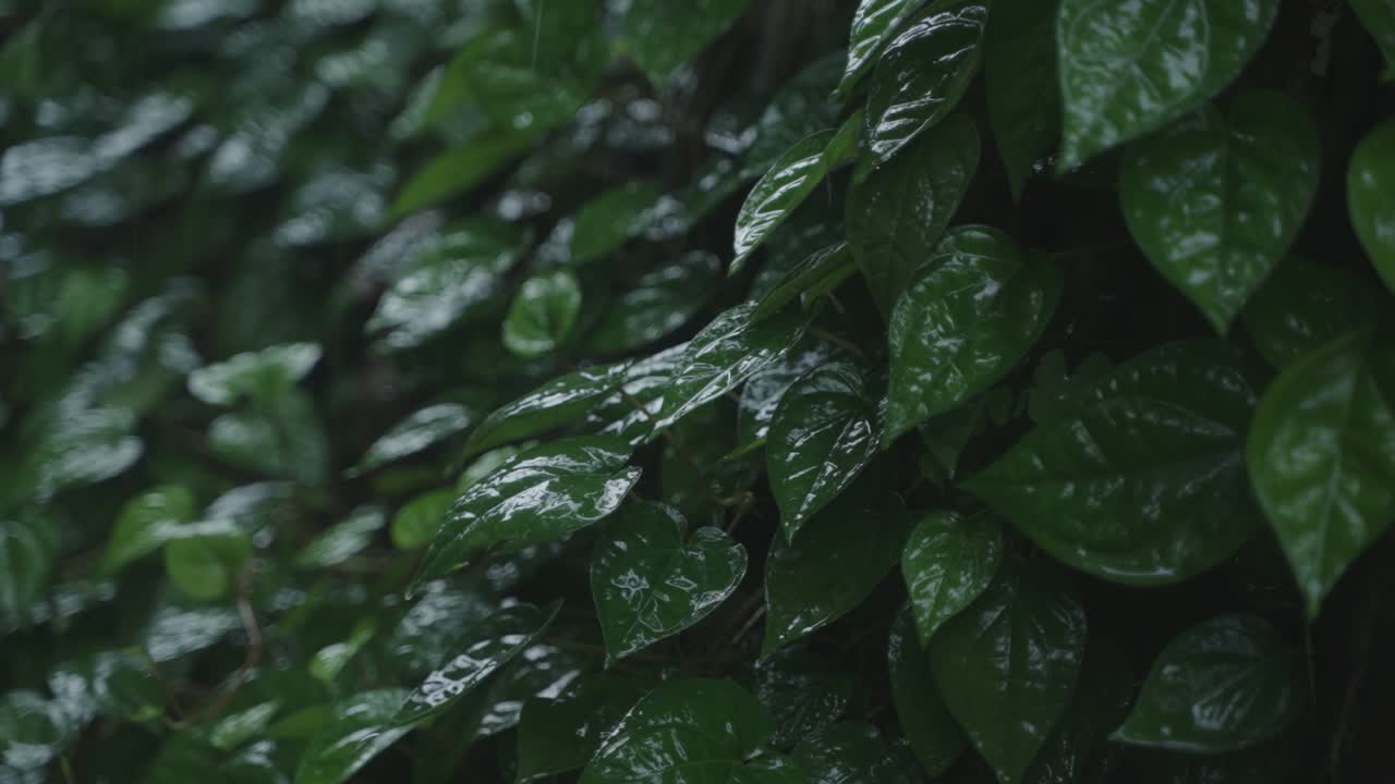 Due to the influence of the southwest monsoon, various parts of India experience heavy rainfall during the monsoon season
