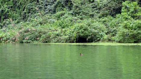 lush greenery surrounds a calm river view