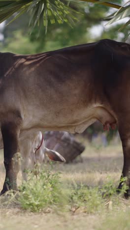 vacas en un campo