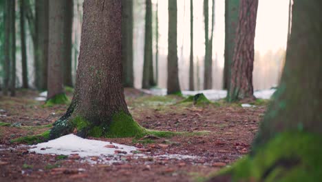 Patches-of-snow-on-the-forest-floor-on-a-sunny-spring-evening