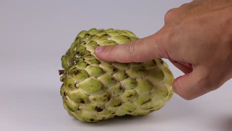 hand examines custard apple for ripeness