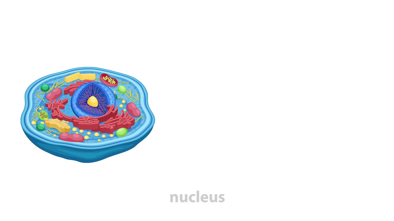 Visualizes animal cell components and DNA structure