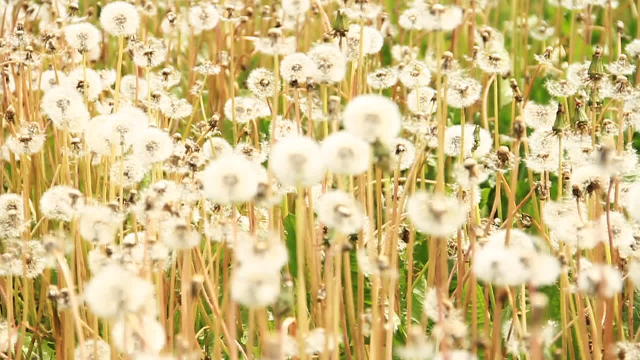 flores blancas de diente de león soplan en el viento