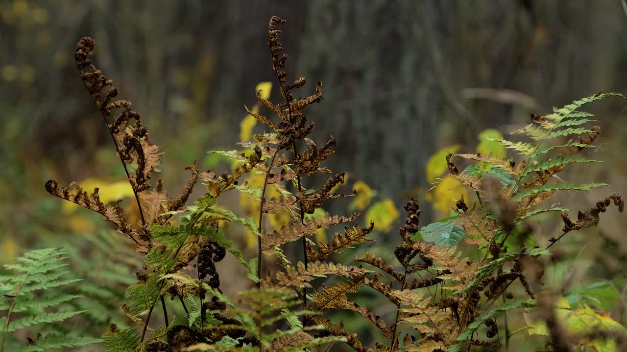 hojas de helecho que se balancean en el viento, bosque de pinos en otoño, concepto de temporada de otoño, profundidad de campo poco profunda, fondo de bosque místico, toma de primer plano medio
