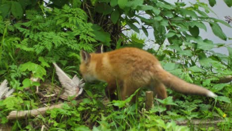 Cute-red-fox-cub-stands-in-the-grass-and-looks-at-the-camera