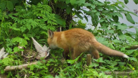 lindo cachorro de zorro rojo se para en la hierba y mira a la cámara