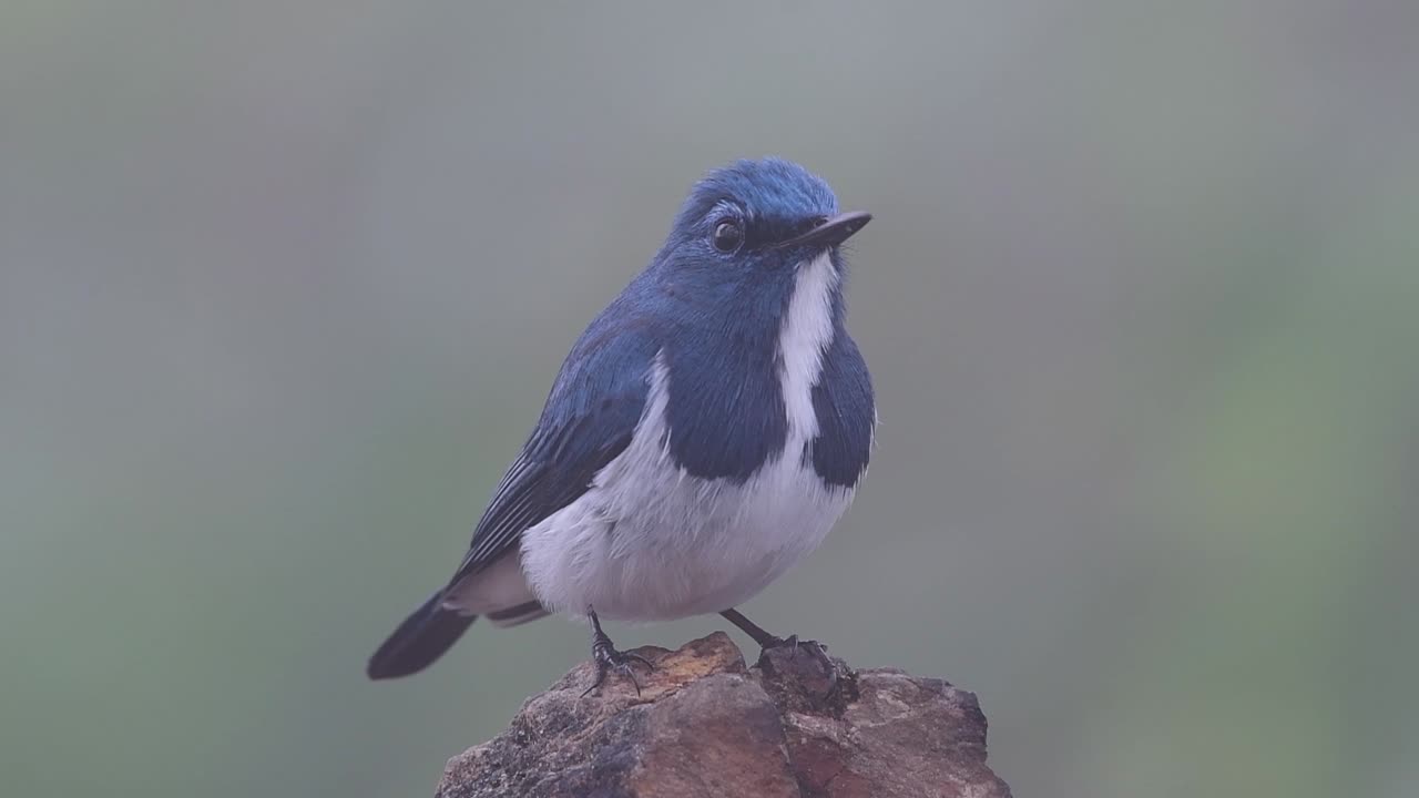 el papamoscas ultramarino, también conocido como el papamoscas azul de ceja blanca, un migrante de invierno a tailandia, es muy amigable con la gente