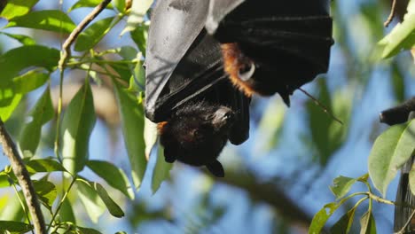 Cerca-De-Dos-Zorros-Voladores-Dormidos,-Murciélagos-Frugívoros-Posados-En-Un-árbol-De-Goma