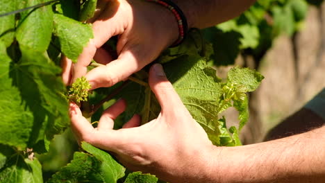 Kaukasischer-Mann,-Der-Den-Fruchtansatz-Einer-Weinrebe-In-Einem-Weinberg-Zeigt