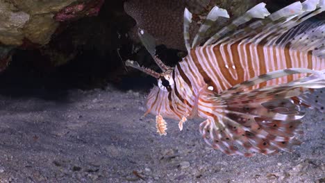 lionfish close up over sandy reef