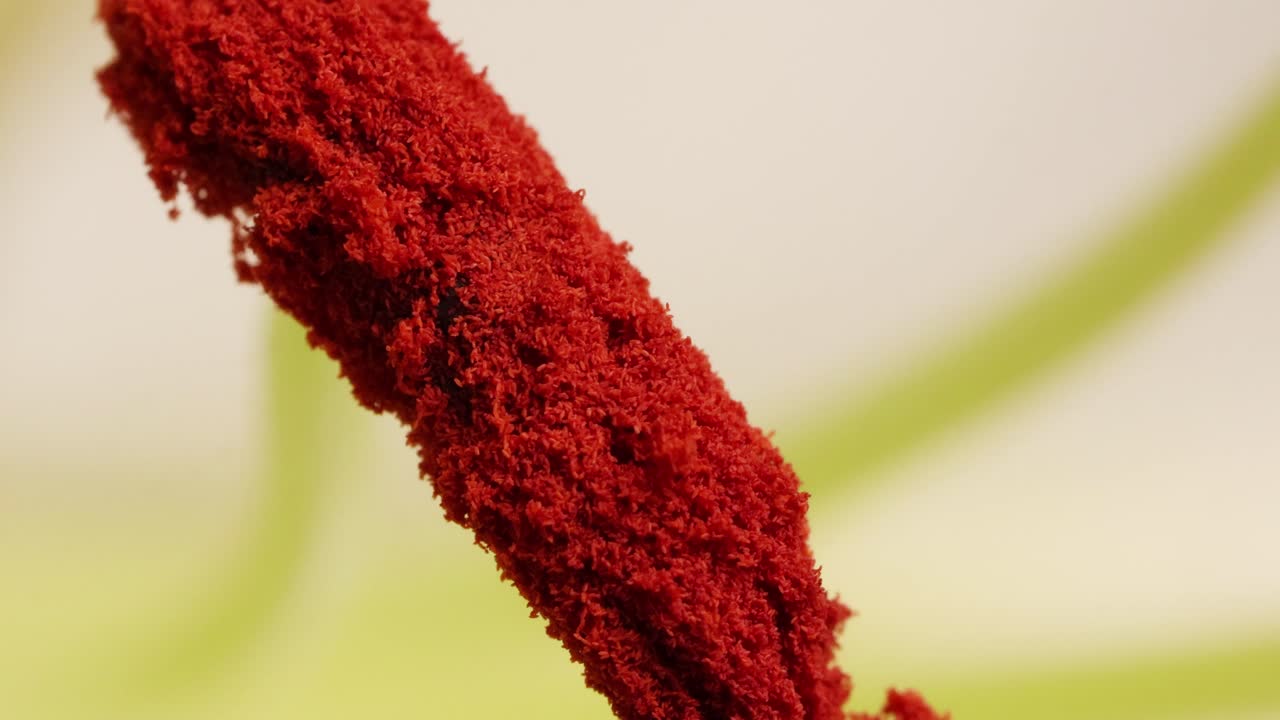 Close-up of a needle interacting with a lily anther, highlighting the pollination process in vibrant detail