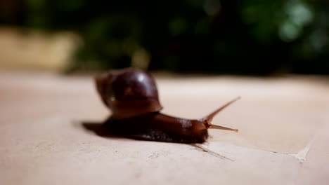 lissachatina fulica, commonly known as the giant african land snail