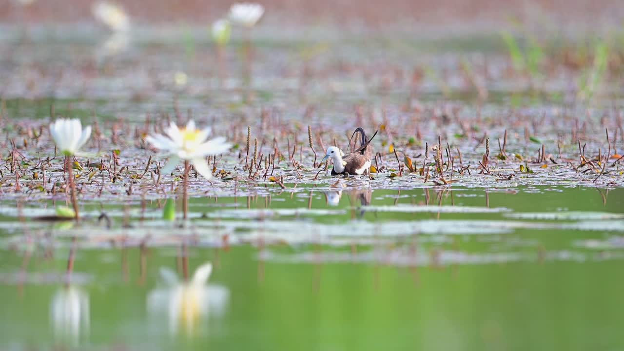 Pheasant tailed Jacana Bird with water lily flowers