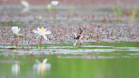 pájaro jacana de cola de faisán con flores de lirio de agua