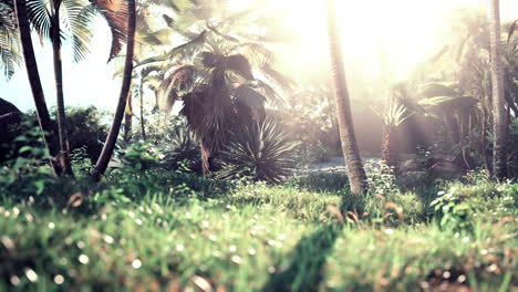 Morning-light-in-beautiful-jungle-garden