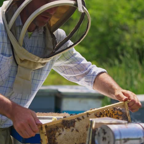 male beekeeper holding a wax frame full of honey and bees. honey harvesting season on the bee farm