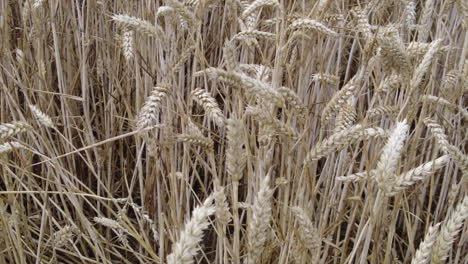 cabezas de trigo maduras y listas para la cosecha en un campo de trigo