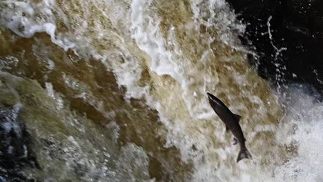 Close-up-slow-motion-shot-of-Atlantic-Salmon-leaping-the-waterfall-trying-to-get-to-spawning-grounds-in-Scotland