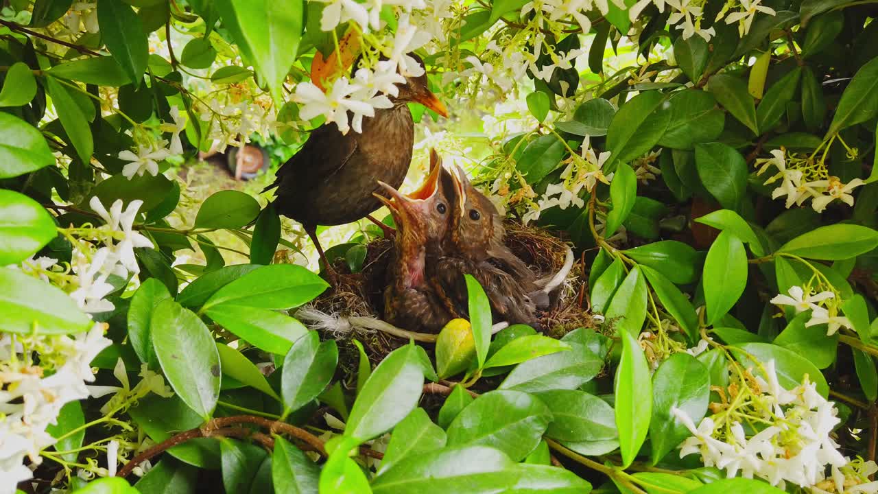 네 마리의 새끼 블랙버드 병아리가 아름다운 식물 안에 있는 둥지에서 부모를 기다리고 있습니다.