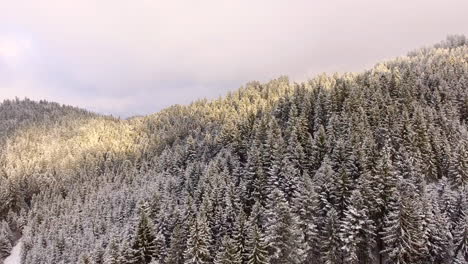 Aerial-of-a-forest-in-heavy-snow-fall