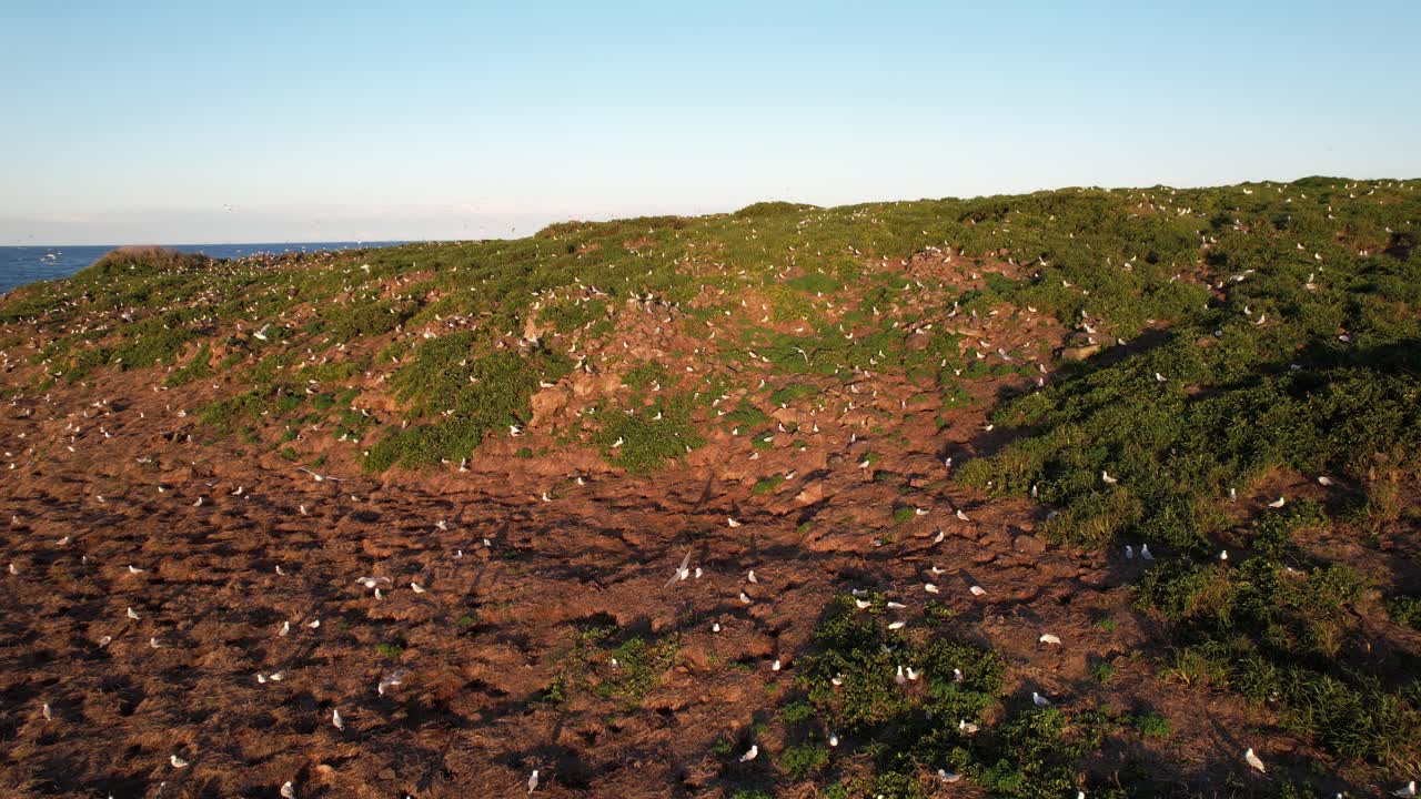 Numerous Seagulls Scattered Across A Rocky, Vegetated Hillside Of Cook Island In NSW, Australia. - aerial pullback shot