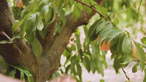Close up picking a peach from a tree