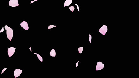 Pink-Petals-Floating