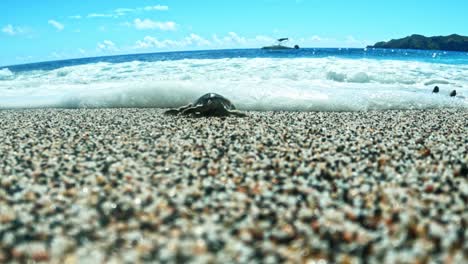 tortuga bebé arrastrándose a la orilla del océano azul