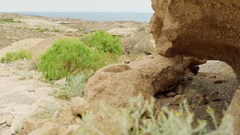 paisaje costero rocoso de la isla de tenerife, vista en movimiento