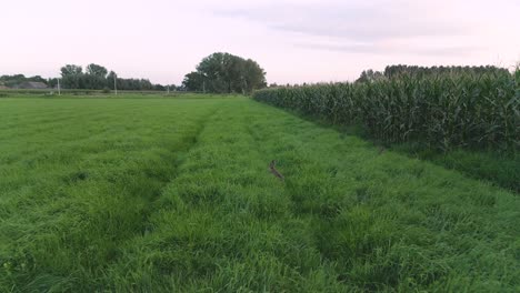 A-field-of-green-grass-with-hares-on-it