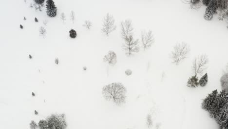 2-4aerial-flyover-freshly-powdered-snow-fall-on-cross-country-ski-path-at-the-Victoria-Park-Golf-Course-in-downtown-Edmonton-Capital-City-by-the-river-valley-region-where-pine-trees-are-snow-covered