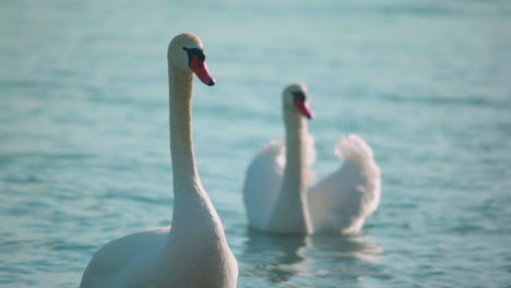 dos cisnes nadando en un lago frío mientras uno se levanta y mira fuera de la pantalla