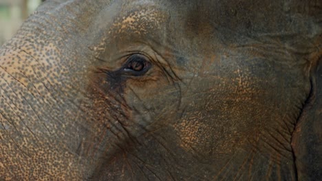 tristes ojos de elefante de cerca