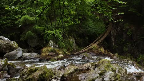 flowing waterfall surrounded by lush greenery