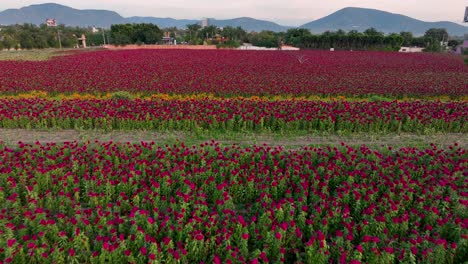 Aerial-footage-of-a-flower-plantation-in-Atlixco,-México