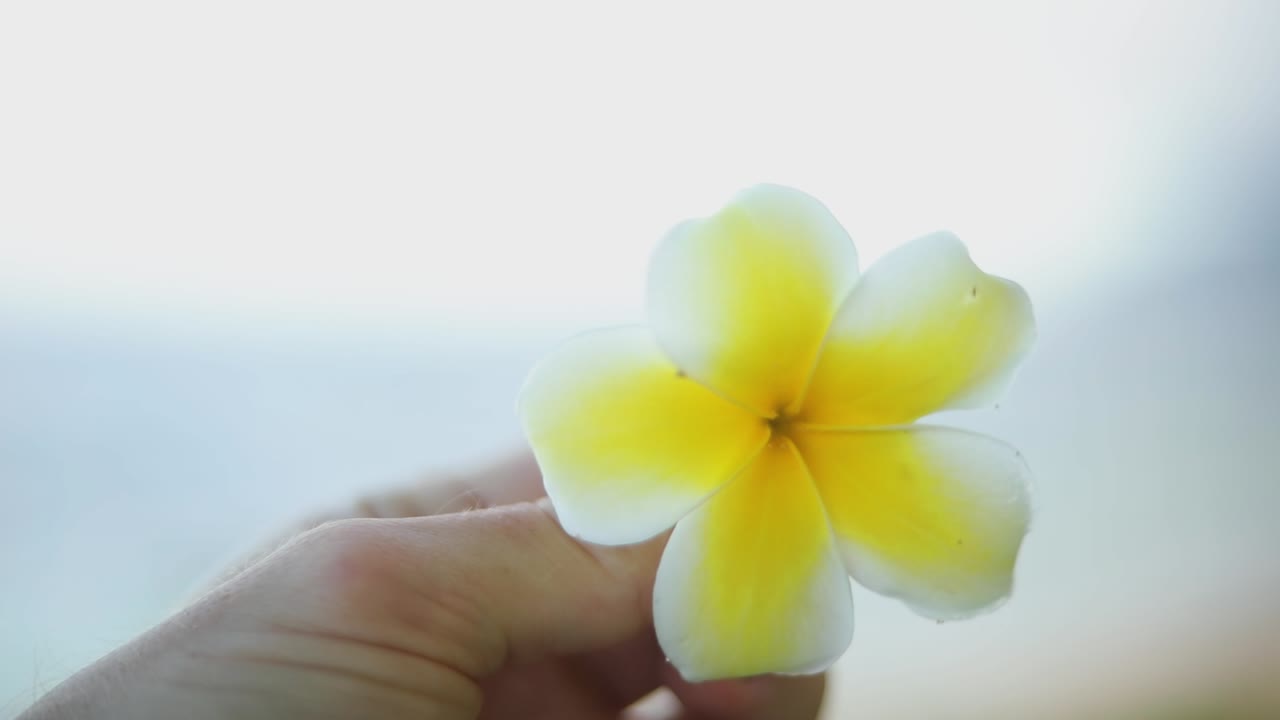 Ripresa al rallentatore di qualcuno che fa roteare un bellissimo fiore hawaiano giallo.