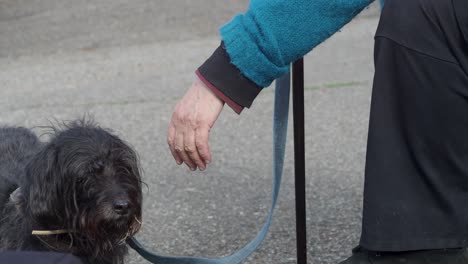 senior woman with cane, resting suffering from tremor attack trying to carees the pet. mental health and elderly care concept