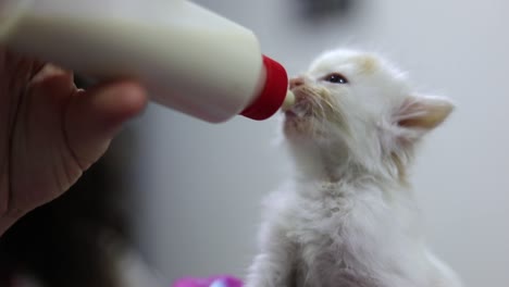 hungry young kitten sucking milk on feeding bottle