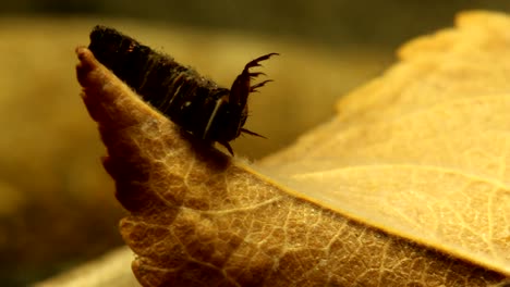 larva de caddisfly capturando y comiendo un gran pedazo de detritus de la deriva de la corriente, vista de cerca