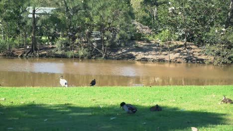 Diferentes-Especies-De-Aves-De-Corral-Pasando-El-Rato-En-Un-Exuberante-Parque-Verde-Junto-Al-Lago-En-Un-Día-Soleado