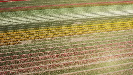 Drone-Disparó-Girando-Lentamente-Sobre-Campos-De-Tulipanes-Holandeses-En-4k