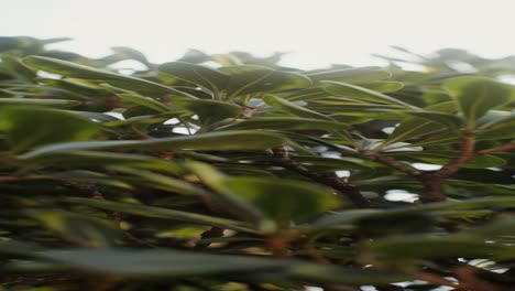 close-up of lush green leaves