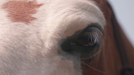 Primer-Plano-Extremo-Del-Ojo-De-Un-Caballo