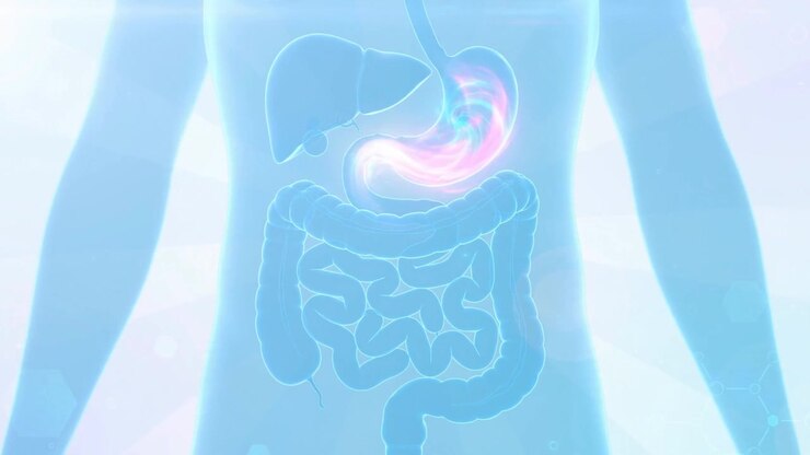 Pale translucent torso with a glowing pulse travelling through the intestines in an anatomy visualization