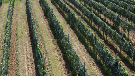 cinematic close up footage drone flyover vineyard