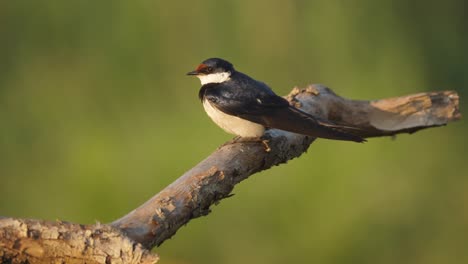 Pájaro-Golondrina-De-Garganta-Blanca-Cantando-En-La-Rama,-Fondo-Verde-De-Enfoque-Suave